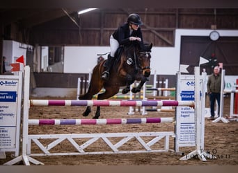 German Riding Pony, Mare, 7 years, 14.1 hh, Brown