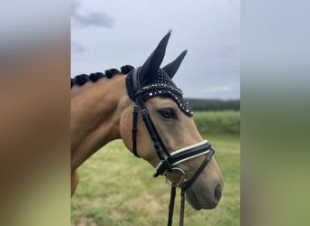 German Riding Pony, Mare, 7 years, 14.1 hh, Buckskin