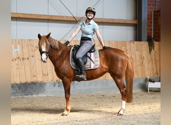 German Riding Pony, Mare, 7 years, 14.1 hh, Chestnut