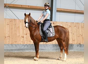 German Riding Pony, Mare, 7 years, 14.1 hh, Chestnut
