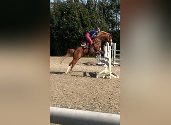 German Riding Pony, Mare, 7 years, 14,1 hh, Chestnut-Red