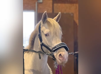 German Riding Pony, Mare, 7 years, 14.1 hh, Cremello