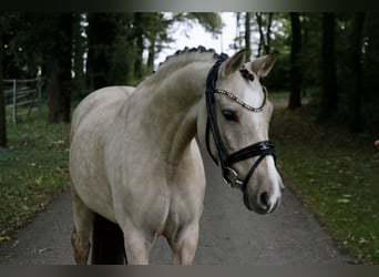 German Riding Pony, Mare, 7 years, 14,1 hh, Dun