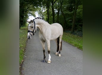 German Riding Pony, Mare, 7 years, 14,1 hh, Dun