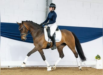 German Riding Pony, Mare, 7 years, 14.1 hh, Dun