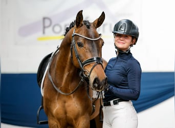 German Riding Pony, Mare, 7 years, 14.1 hh, Dun