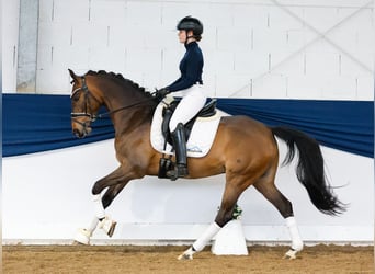 German Riding Pony, Mare, 7 years, 14.1 hh, Dun