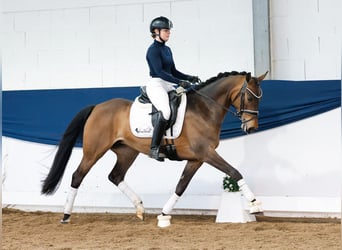 German Riding Pony, Mare, 7 years, 14.1 hh, Dun
