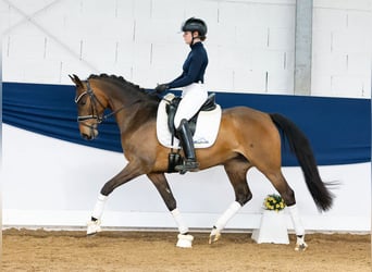 German Riding Pony, Mare, 7 years, 14.1 hh, Dun