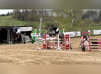 German Riding Pony, Mare, 7 years, 14.1 hh, Gray-Dapple