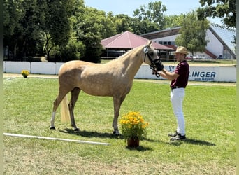 German Riding Pony, Mare, 7 years, 14.1 hh, Palomino