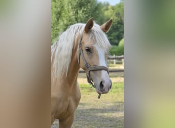 German Riding Pony, Mare, 7 years, 14.1 hh, Palomino