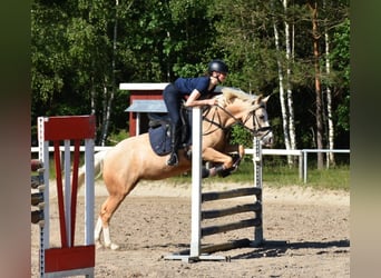 German Riding Pony, Mare, 7 years, 14.1 hh, Palomino