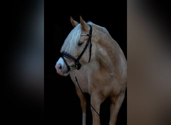 German Riding Pony, Mare, 7 years, 14.1 hh, Palomino