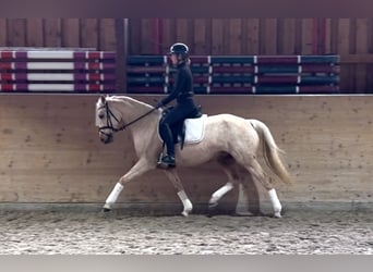 German Riding Pony, Mare, 7 years, 14,1 hh, Palomino