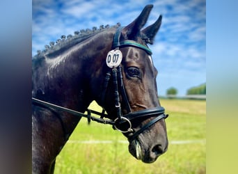 German Riding Pony, Mare, 7 years, 14.2 hh, Black
