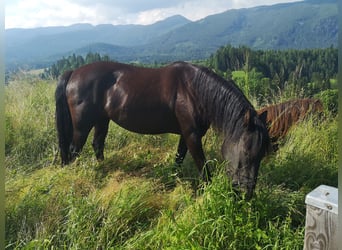 German Riding Pony, Mare, 7 years, 14.2 hh, Black