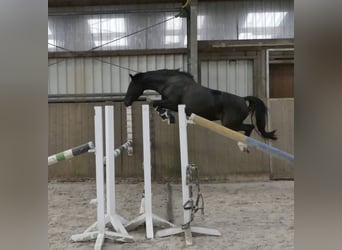 German Riding Pony, Mare, 7 years, 14.2 hh, Black