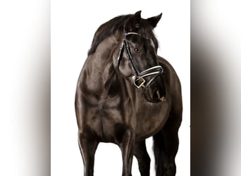 German Riding Pony, Mare, 7 years, 14.2 hh, Black