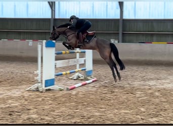 German Riding Pony, Mare, 7 years, 14,2 hh, Brown