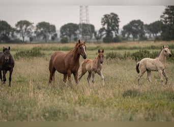 German Riding Pony, Mare, 7 years, 14.2 hh, Chestnut-Red