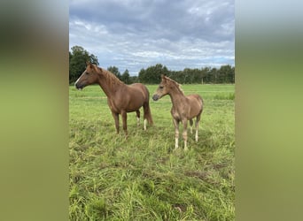German Riding Pony, Mare, 7 years, 14.2 hh, Chestnut-Red