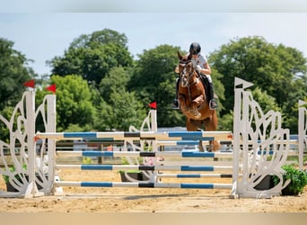 German Riding Pony, Mare, 7 years, 14.2 hh, Chestnut-Red