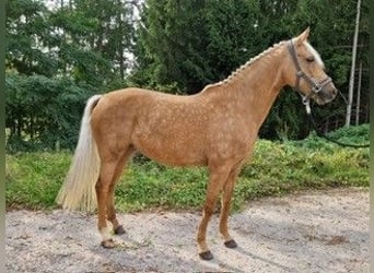 German Riding Pony, Mare, 7 years, 14.2 hh, Palomino