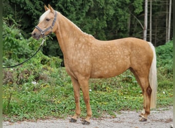 German Riding Pony, Mare, 7 years, 14.2 hh, Palomino