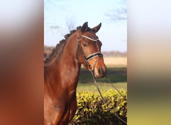 German Riding Pony, Mare, 7 years, 14.3 hh, Brown