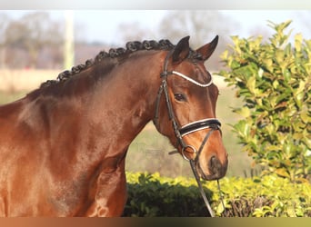 German Riding Pony, Mare, 7 years, 14.3 hh, Brown
