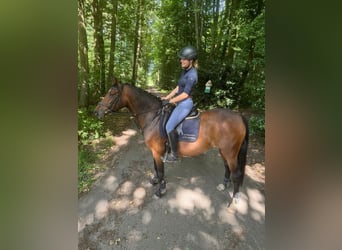 German Riding Pony, Mare, 7 years, 14,3 hh, Brown