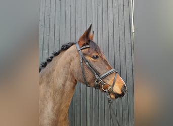 German Riding Pony, Mare, 7 years, 14,3 hh, Brown