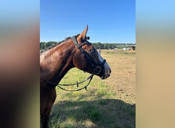 German Riding Pony, Mare, 7 years, 14 hh, Bay-Dark