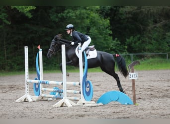 German Riding Pony Mix, Mare, 7 years, 14 hh, Black