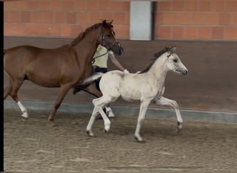 German Riding Pony, Mare, 7 years, 14 hh, Chestnut-Red