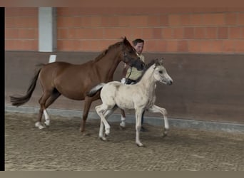 German Riding Pony, Mare, 7 years, 14 hh, Chestnut-Red