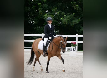 German Riding Pony, Mare, 7 years, 14 hh, Dun