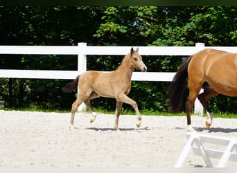 German Riding Pony, Mare, 7 years, 14 hh, Dun