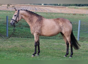 German Riding Pony, Mare, 7 years, 14 hh, Dun