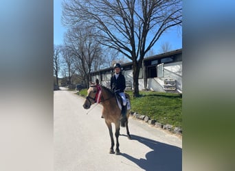 German Riding Pony, Mare, 7 years, 14 hh, Dun