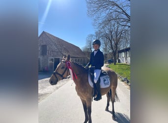 German Riding Pony, Mare, 7 years, 14 hh, Dun