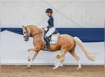 German Riding Pony, Mare, 7 years, 14 hh, Palomino