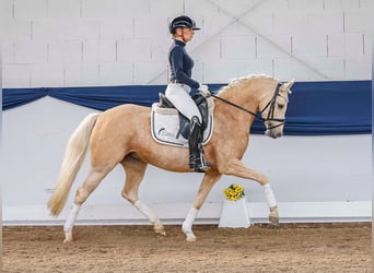 German Riding Pony, Mare, 7 years, 14 hh, Palomino