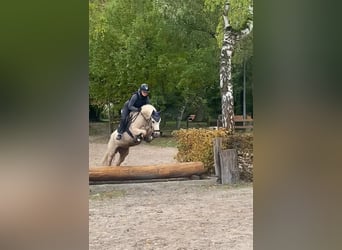 German Riding Pony, Mare, 7 years, 14 hh, Palomino