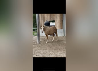 German Riding Pony, Mare, 7 years, 14 hh, Palomino