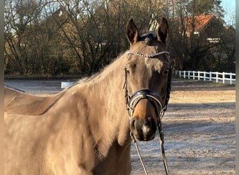 German Riding Pony, Mare, 7 years, 14,1 hh, Bay-Dark