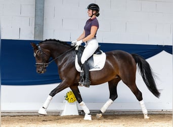 German Riding Pony, Mare, 7 years, 14,1 hh, Bay-Dark
