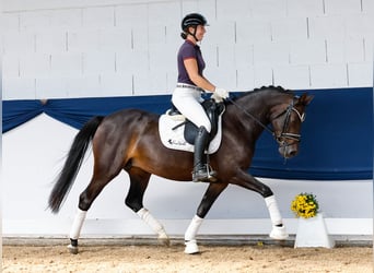 German Riding Pony, Mare, 7 years, 14,1 hh, Bay-Dark