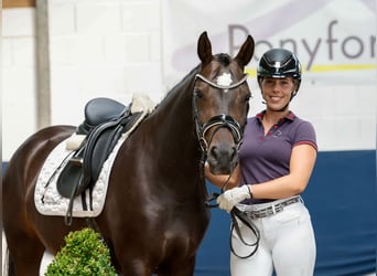 German Riding Pony, Mare, 7 years, 14,1 hh, Bay-Dark
